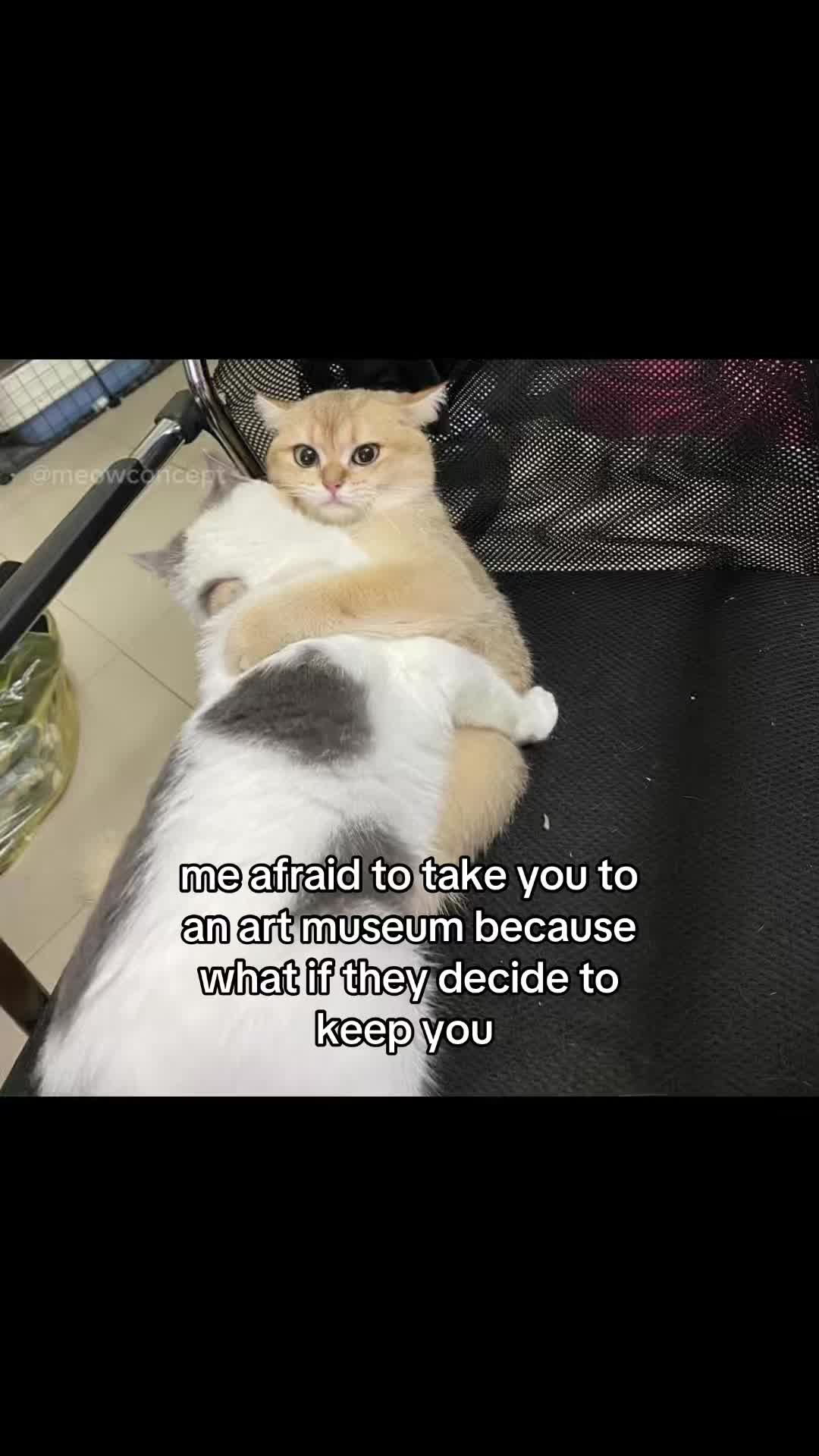 @meowconcept
