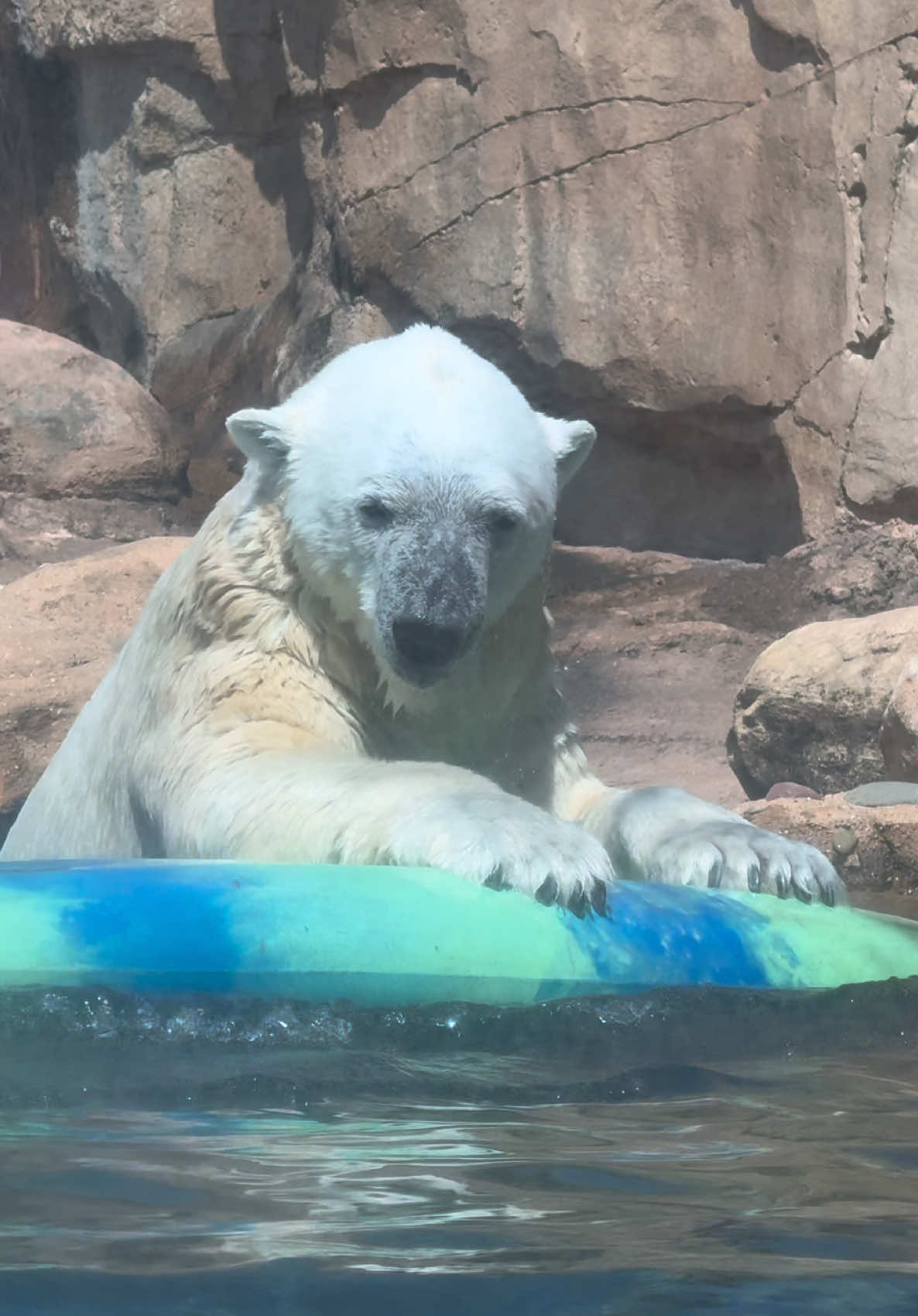 @memphiszoo