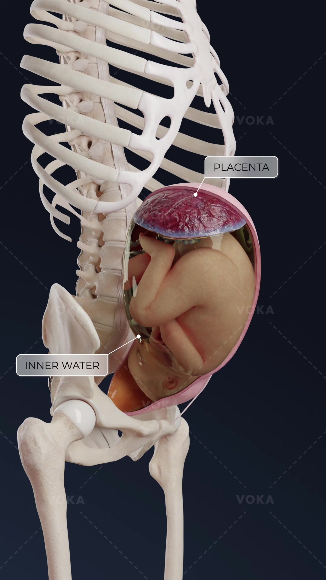 @VOKA 3D Anatomy & Pathology