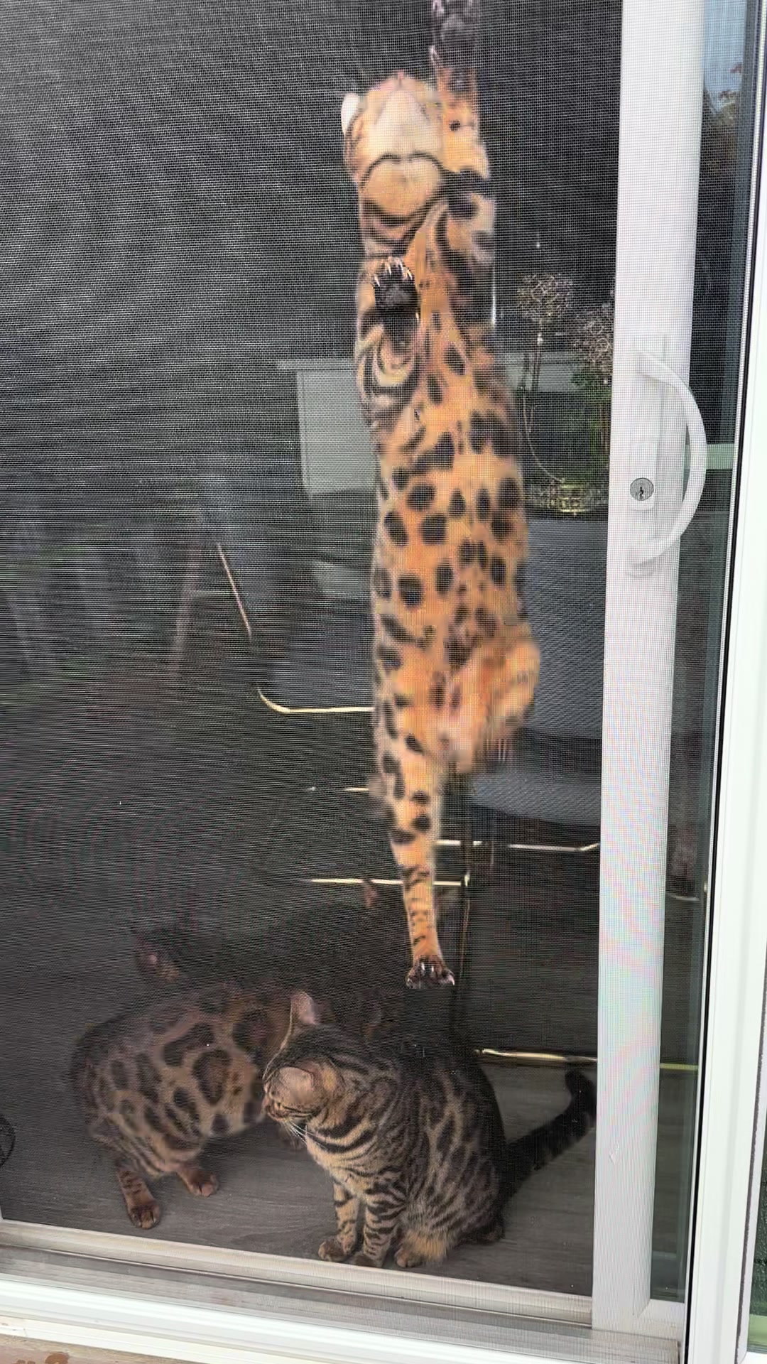 @Tiny Leopard Cats