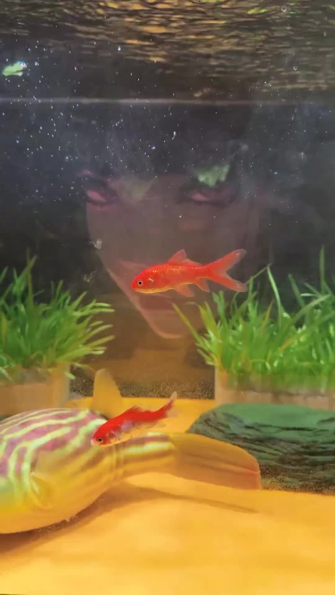 @Monsterfishkeeper