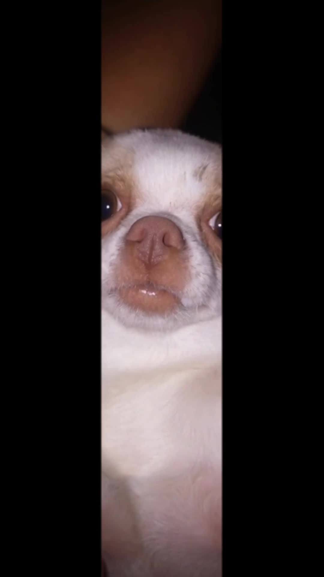 @PigeonToady