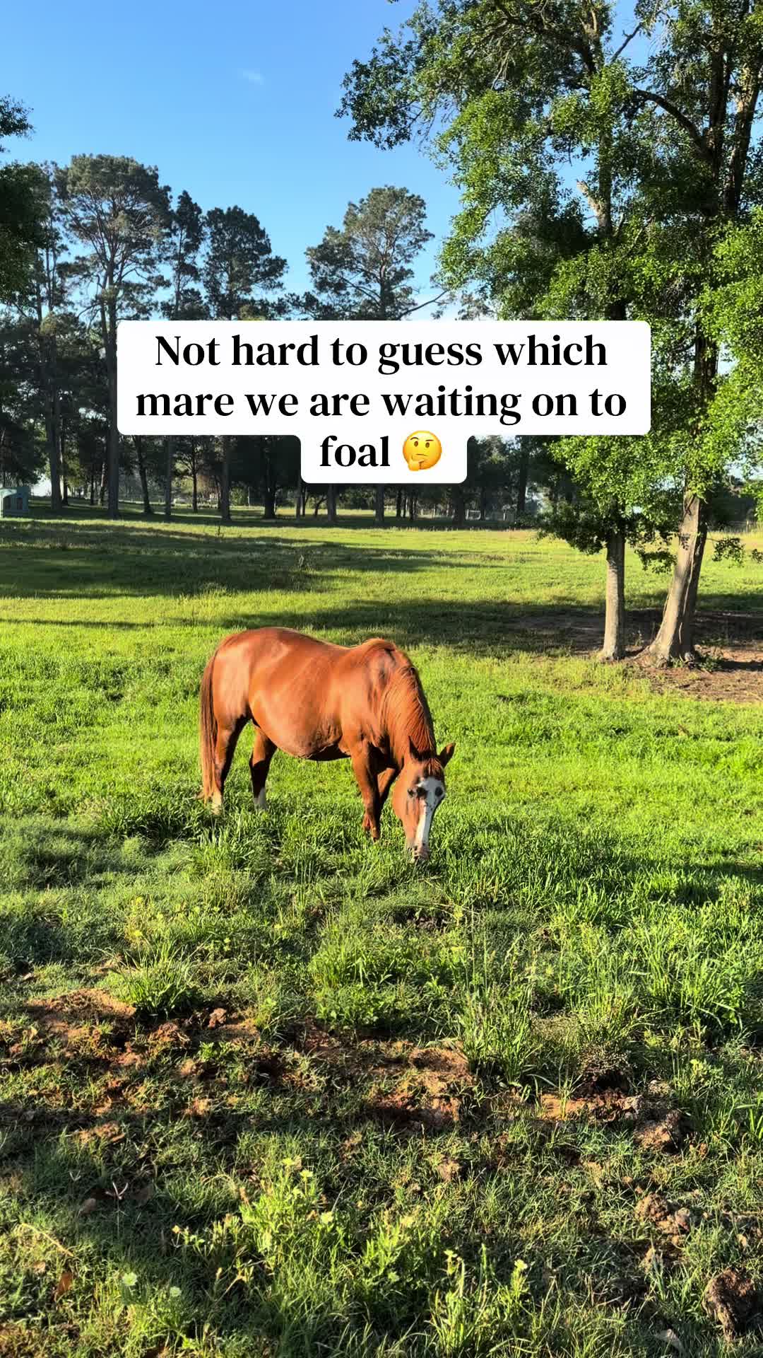 @Greenwood Stock Farms