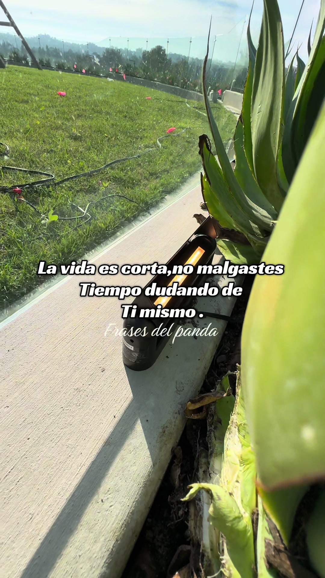 @frases del panda 🥷🏽