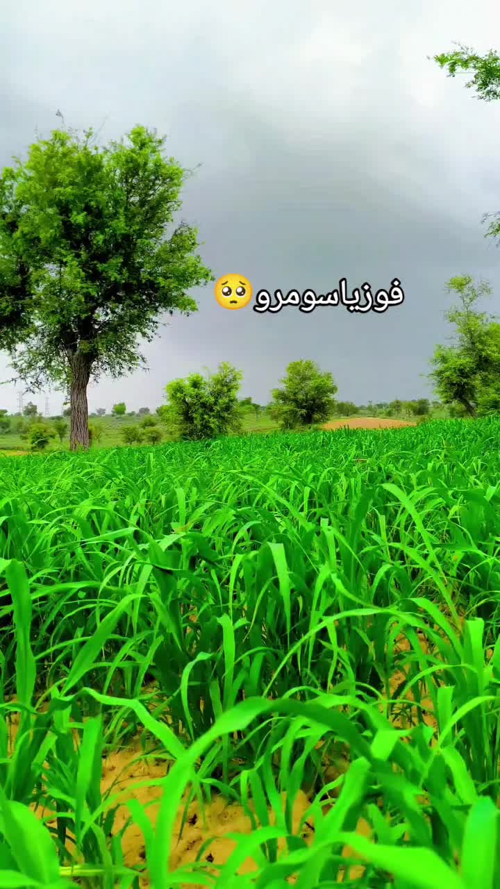 @๐ฅSindhi๐ญ