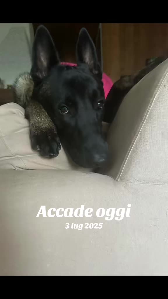 @ULLR&HEL Malinois