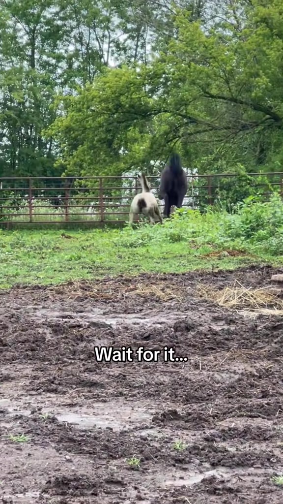 @Free Spirit Equestrian