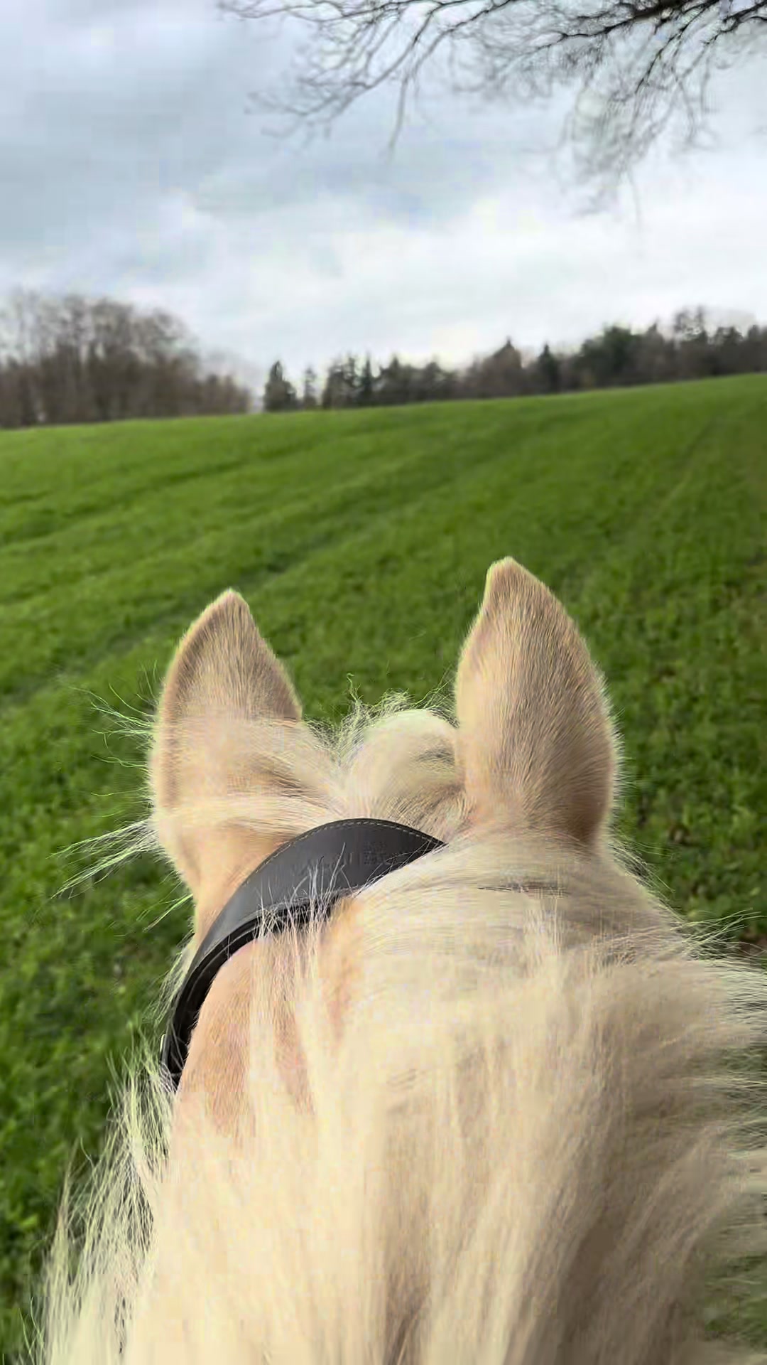 @Horses_rb_