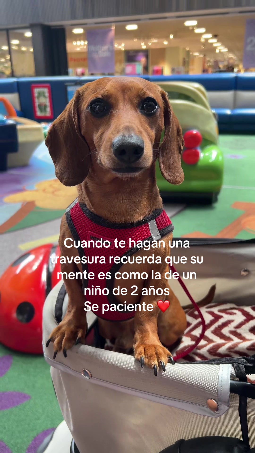 @Slinky Severus-Doo