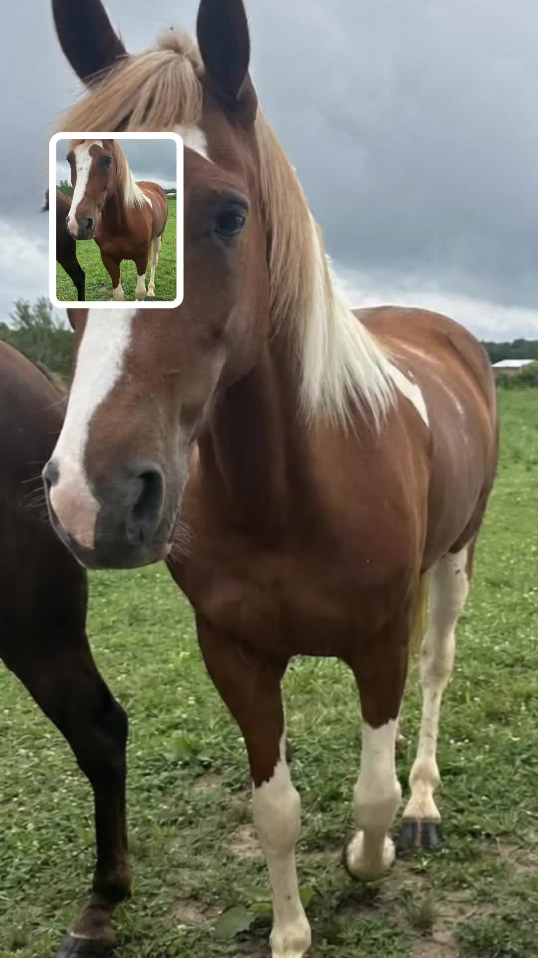@🥒🌽OlʼSamRainey🐴🐓