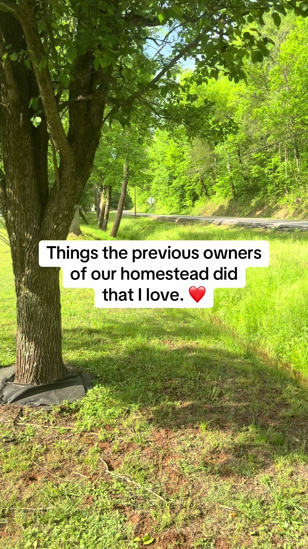 @Enchanted Hollow Homestead ✨🌲