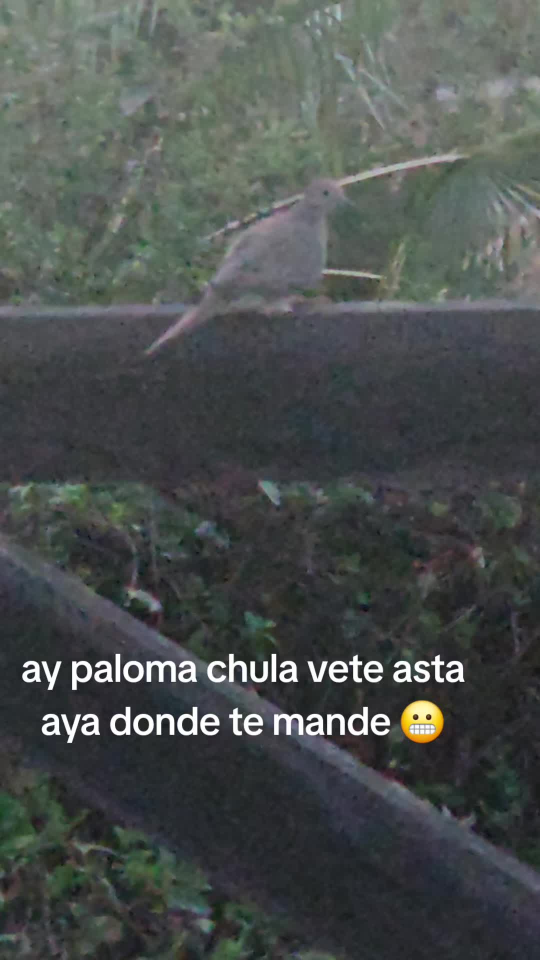 @clararabadan292