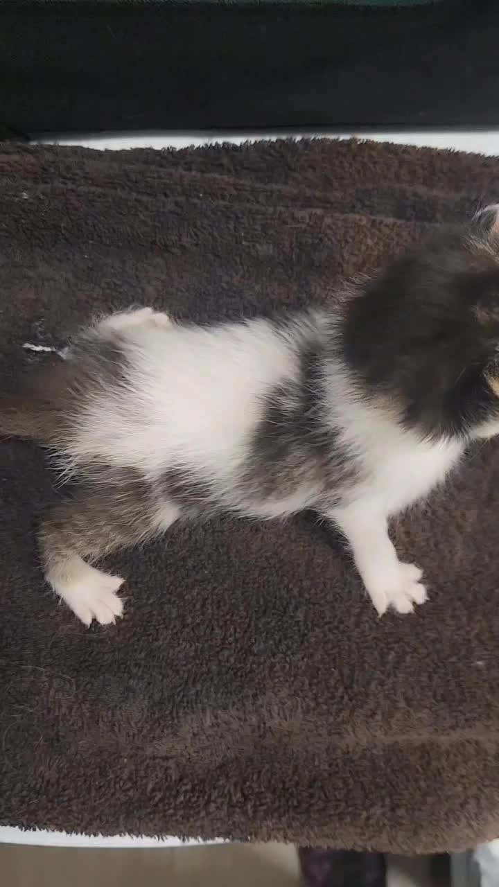 @catnipcrazee