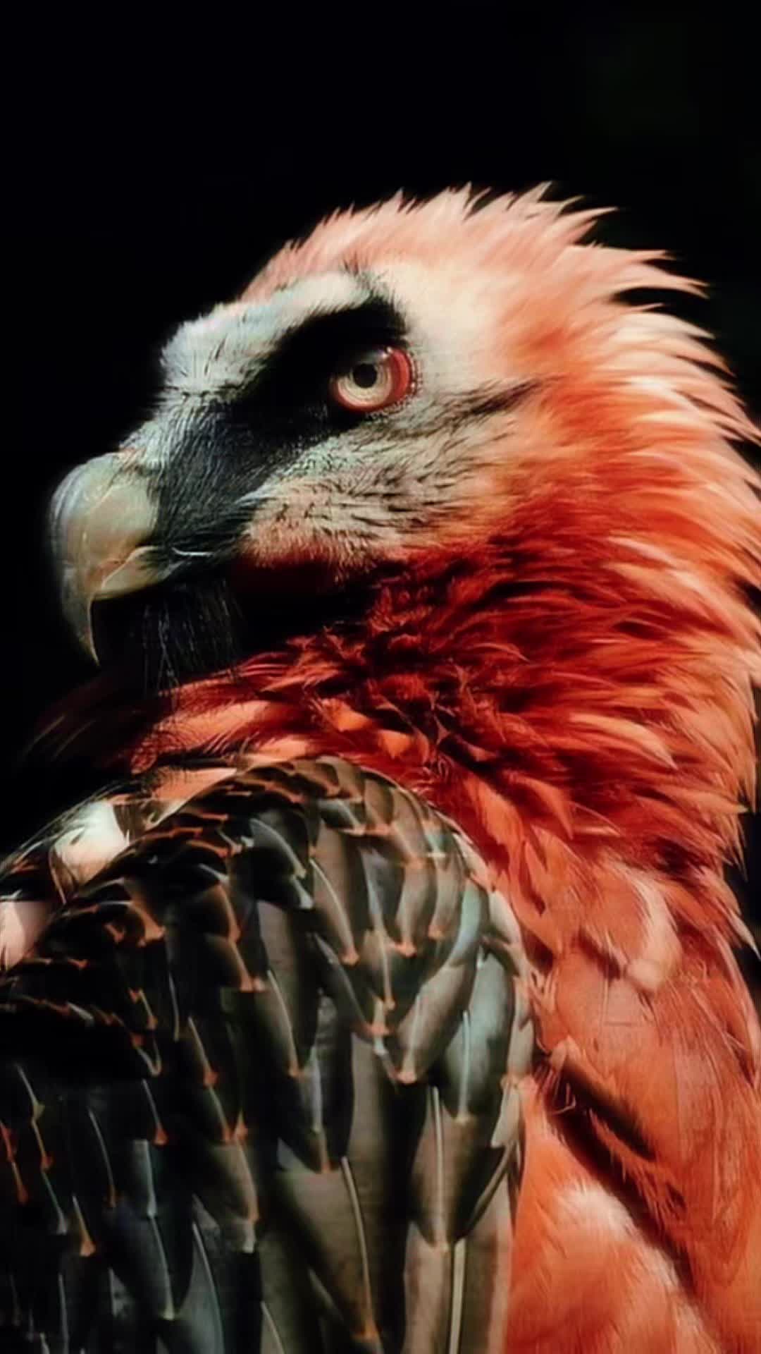 @ℭ𝔞𝔩𝔠𝔦𝔣𝔢𝔯🪶