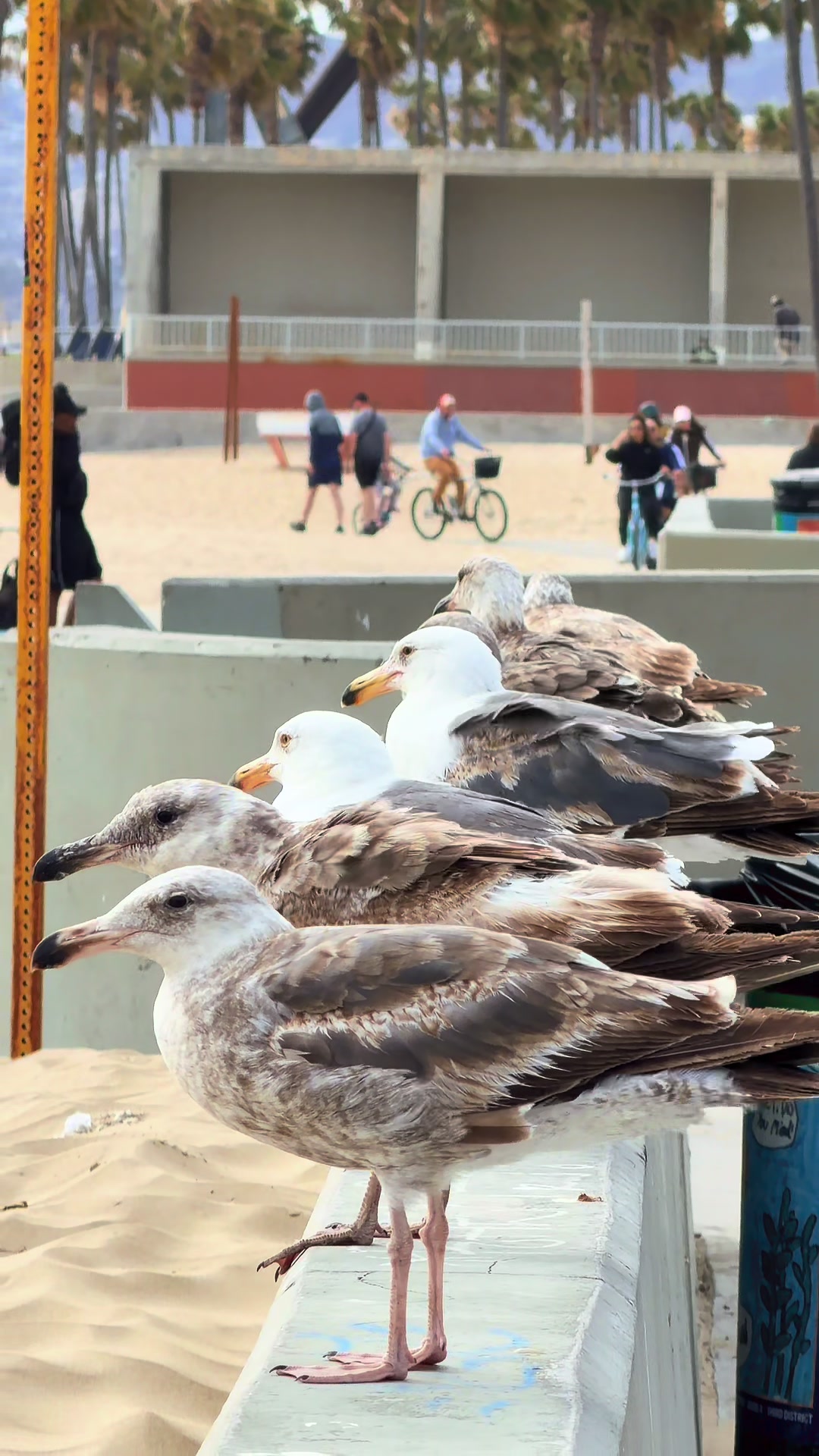 @Venice Beach Boardwalk