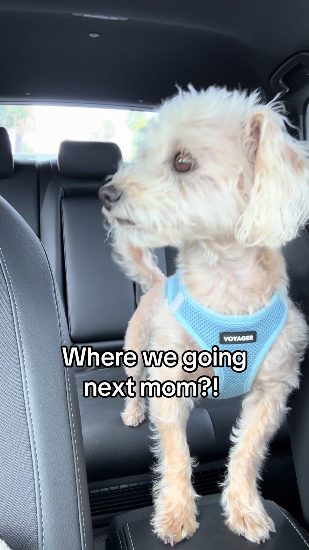 @He Was A PoodleBoi