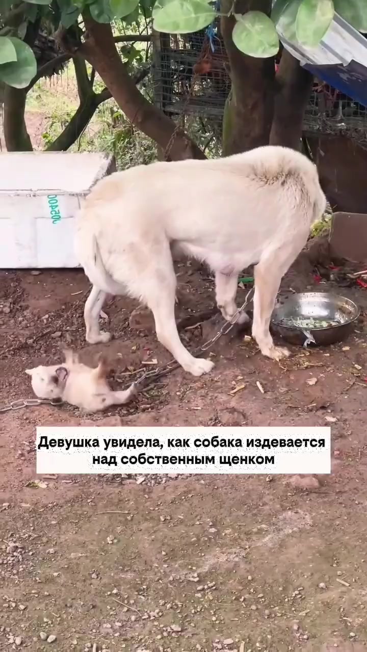 @RescueAnimals Nir