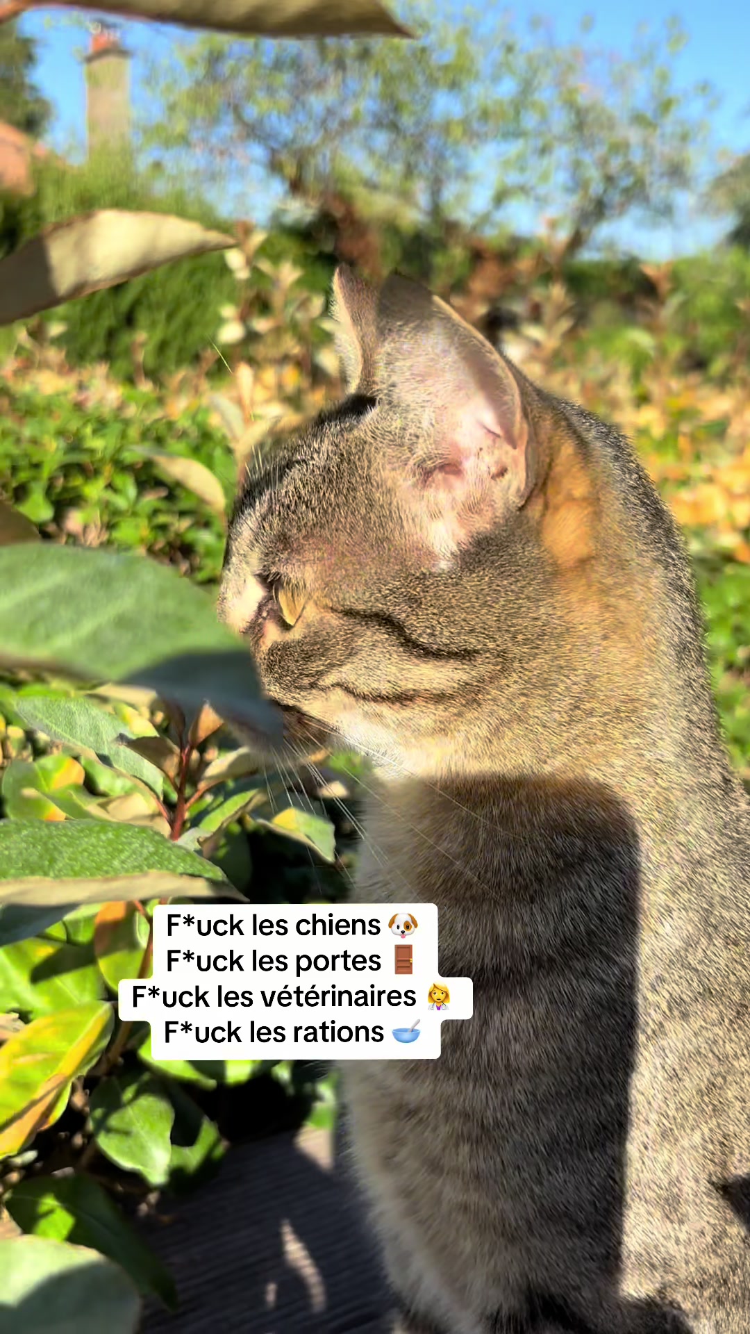 @Bulle la chatte 🐈
