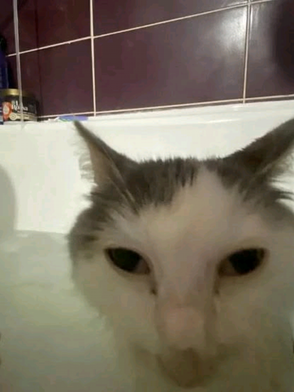 @⋆𝓥𝓮𝓻𝓲𝓽𝓸 ⋆