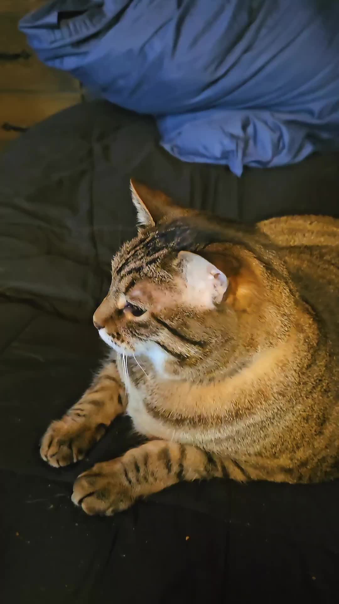 @Eager Cat Dad