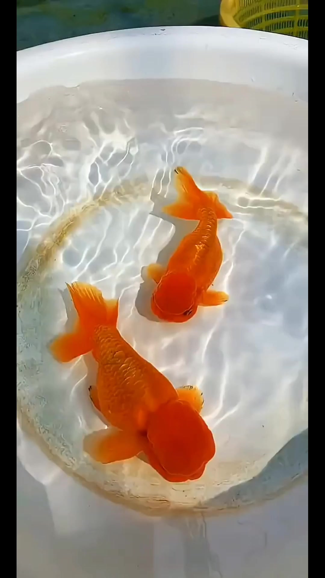 @𝕂𝕚𝕟𝕘 𝔾𝕠𝕝𝕕𝕗𝕚𝕤𝕙 3