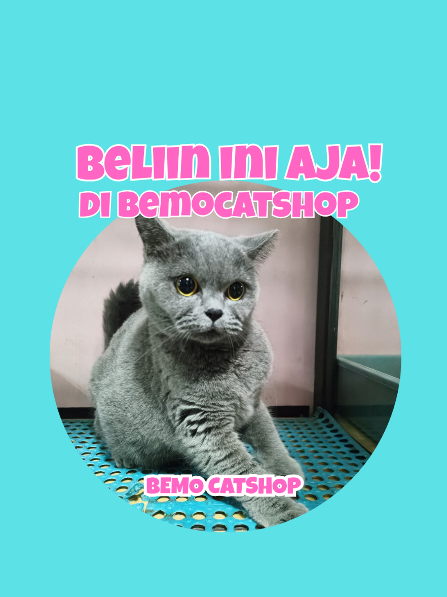 @Bemo Catshop
