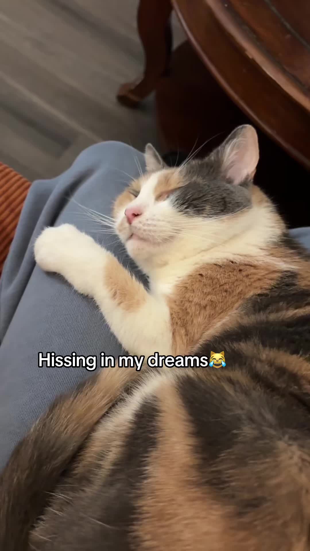 @Quinn The Calico