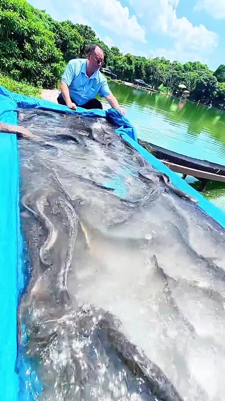 @Fishing King