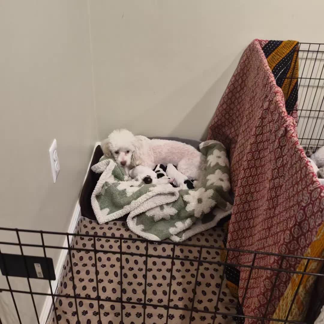 @Barb's Precious Pups