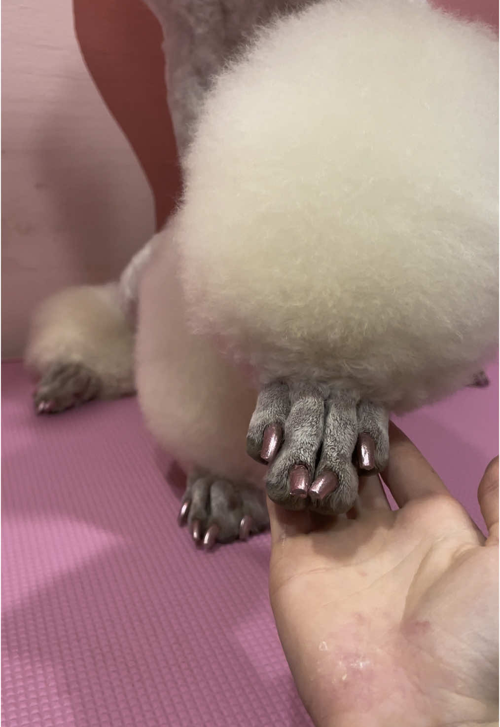 @pandorasboxofdogs
