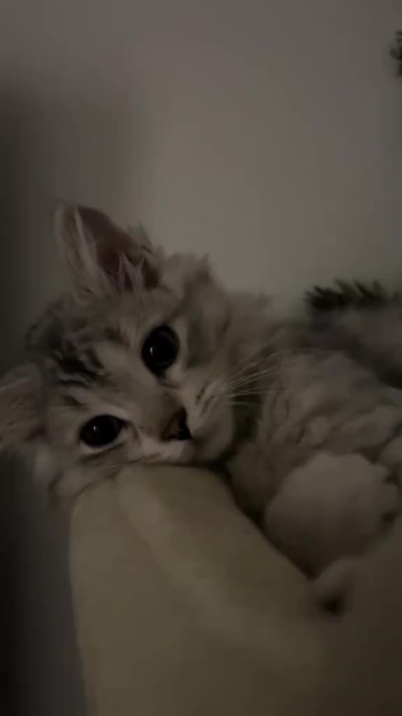 @✮︎AAAАА✮︎