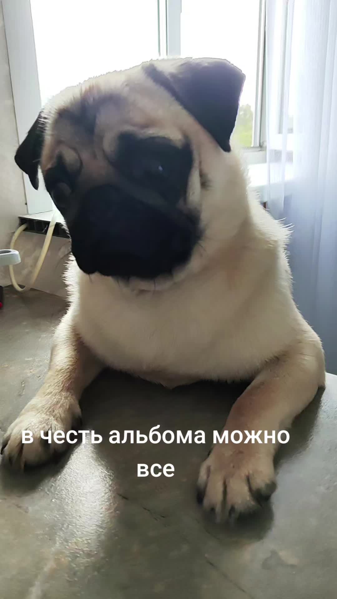 @ЧИПУНЕТСКИЙ👑