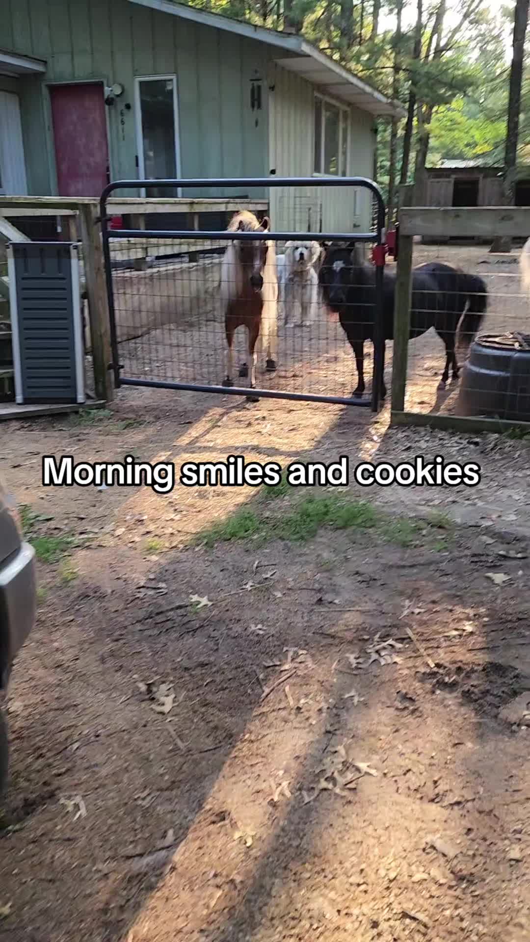 @minihorsemomandtrainer🐴🐴🐴🐴