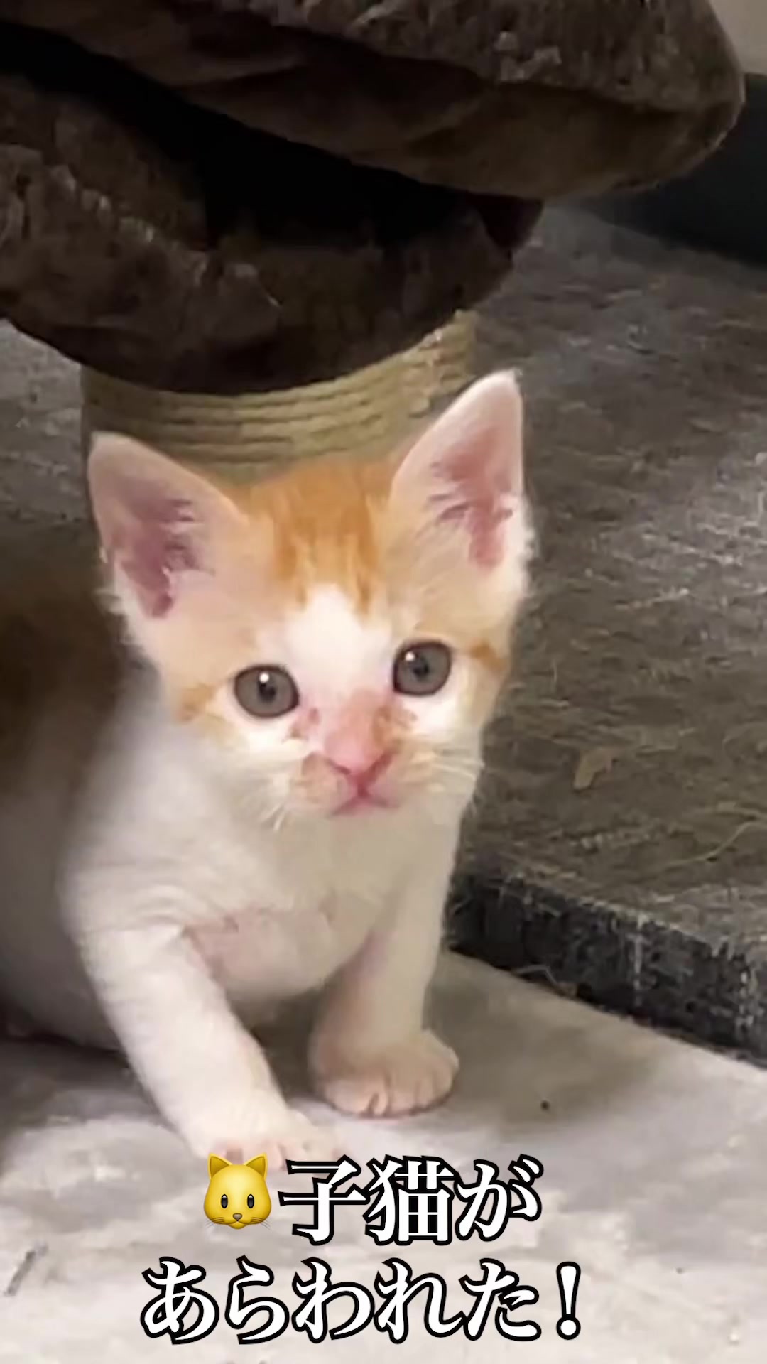 @ねこかます