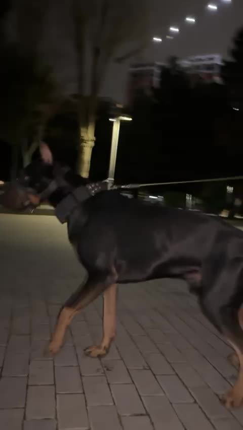 @dobi.baron