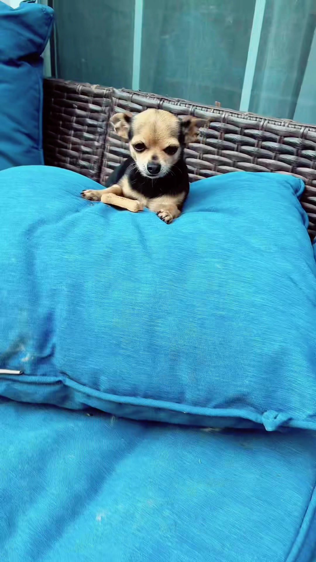 @thechihuahuafamily1