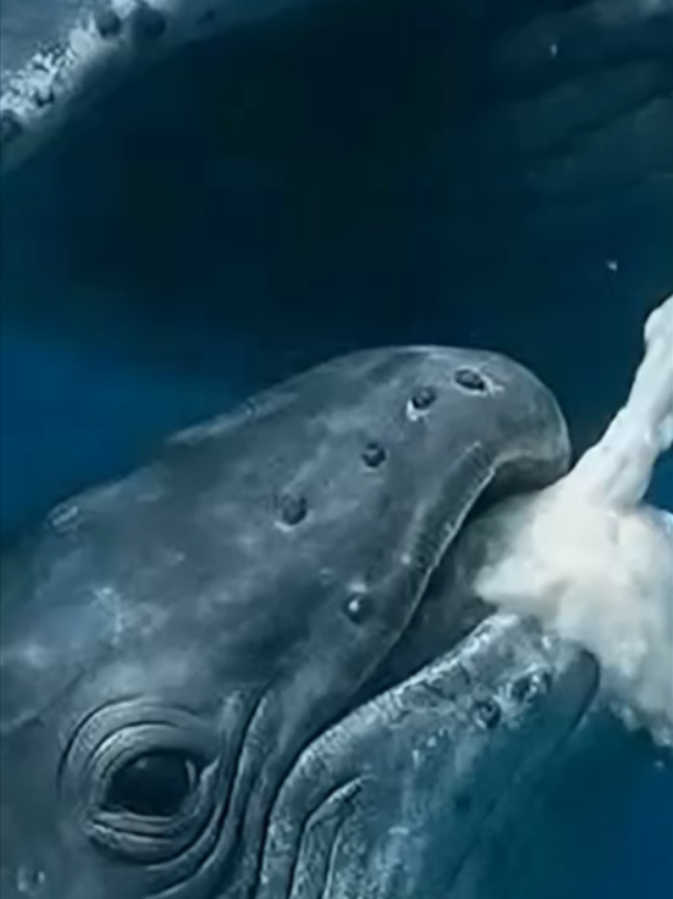 @Mundo dos Animais