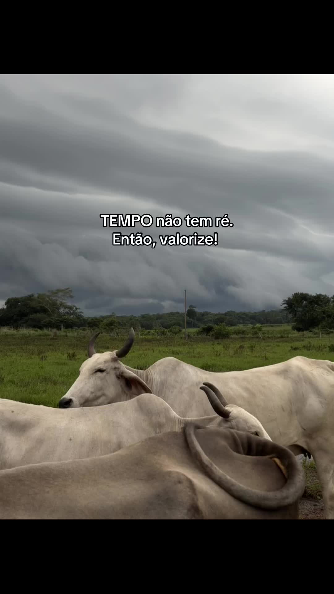 @Berdinazzi 🇧🇷