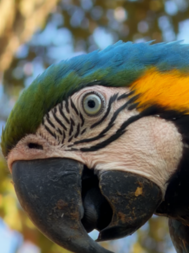 @Pantanal Brazil Safaris