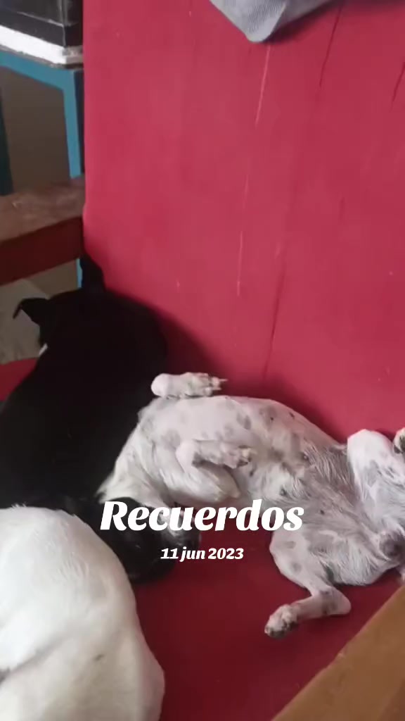 @luiselpollo95