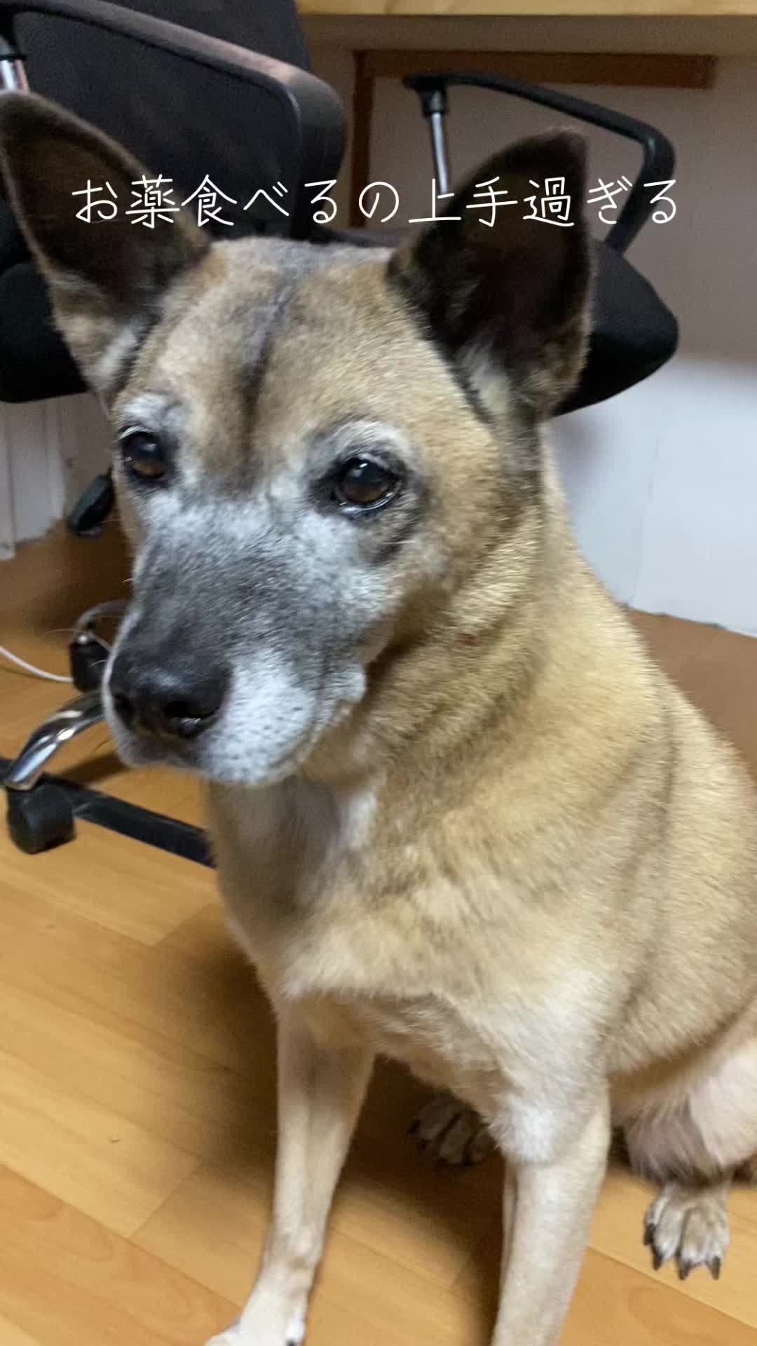 @島犬リリーのtikdog