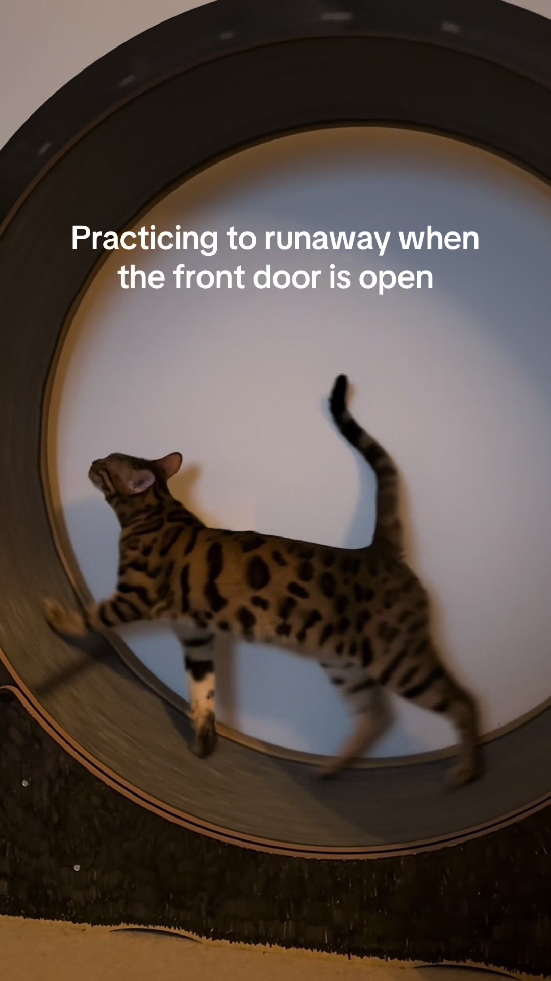 @mitmitcats