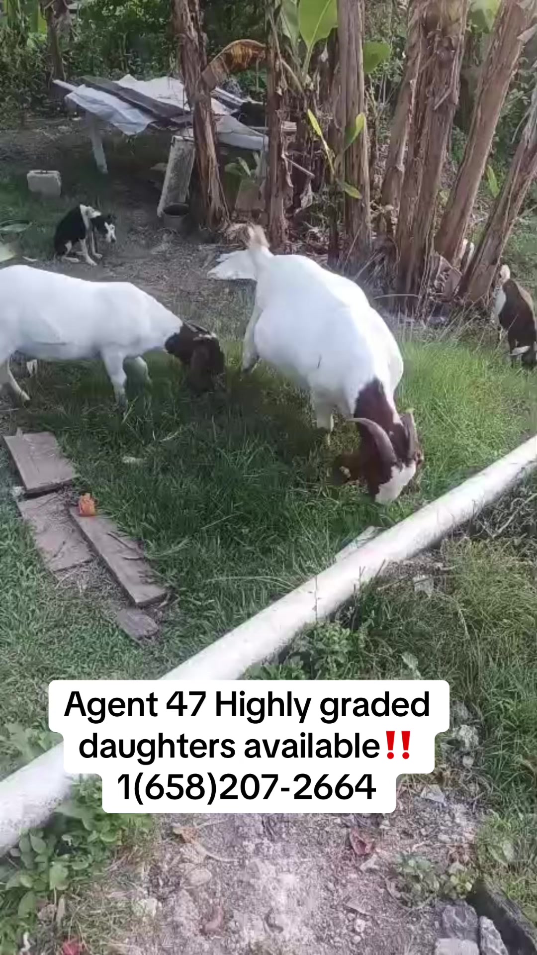 @Firesyde Genetics