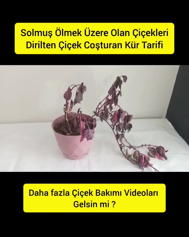 @💧Çiçek dostu 🇹🇷💧
