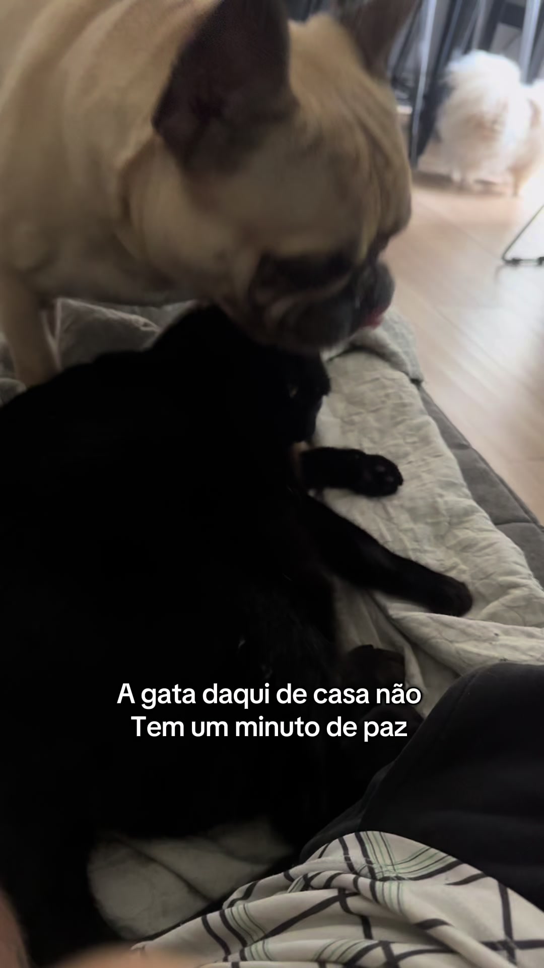 @Ed&ensp;pet