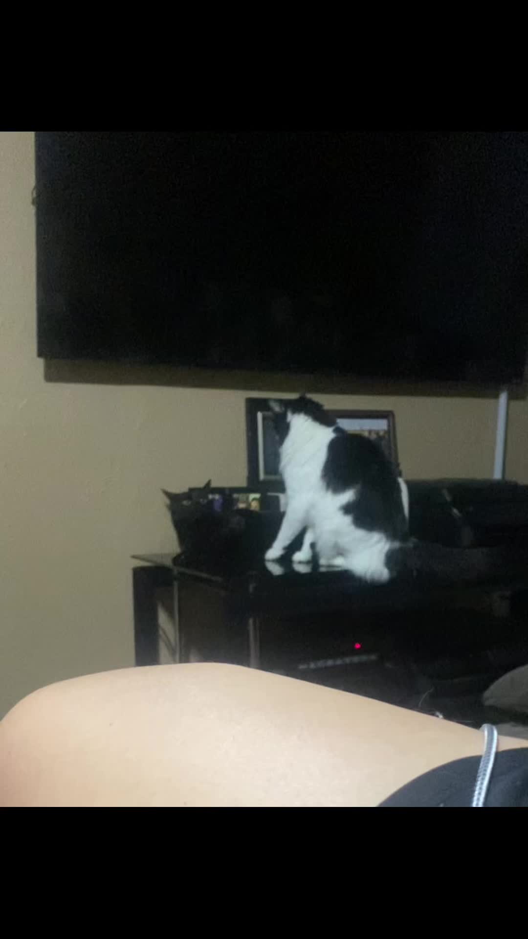 @TikTok made me do it