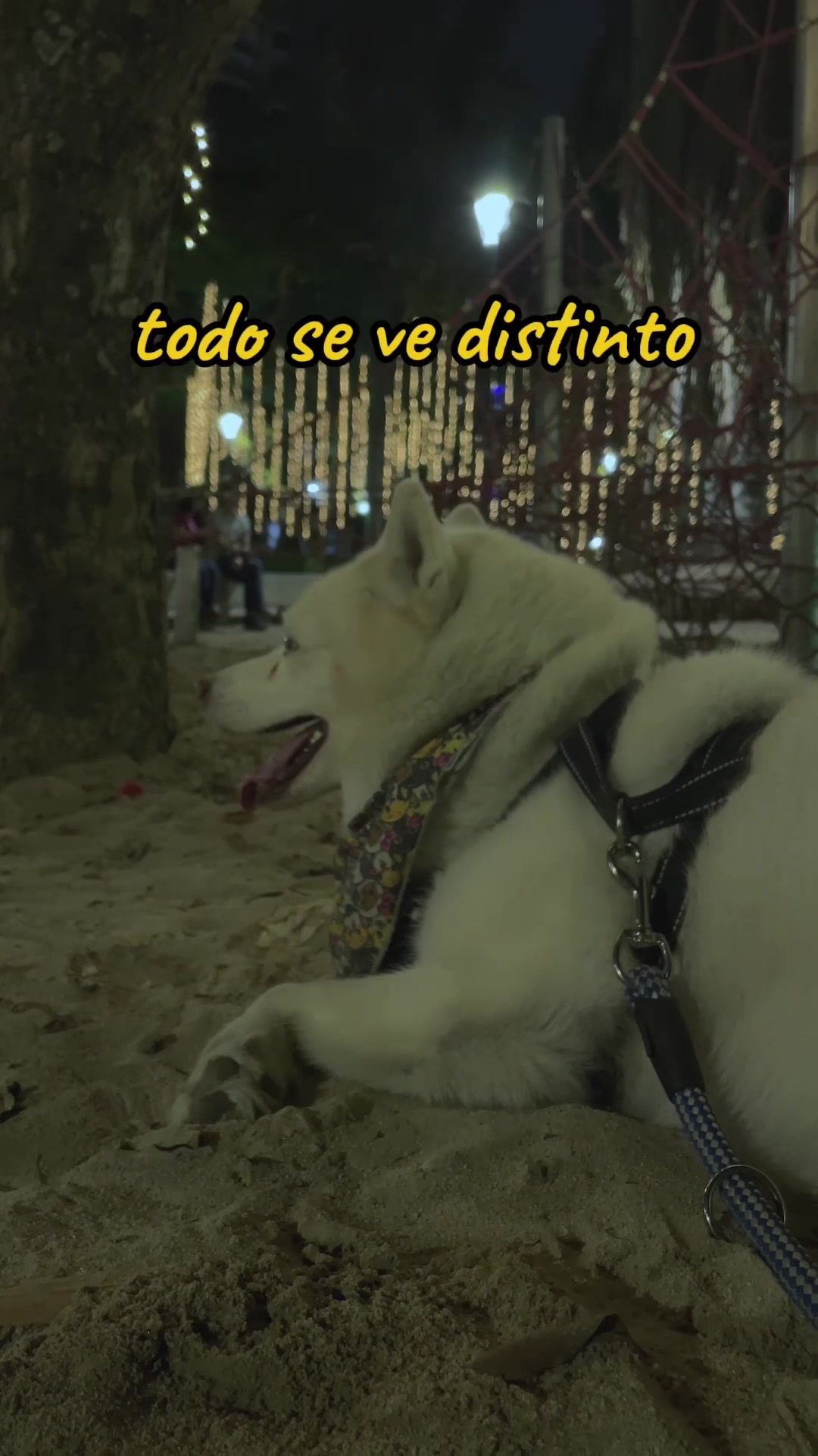 @Lunarejo_y 2.0