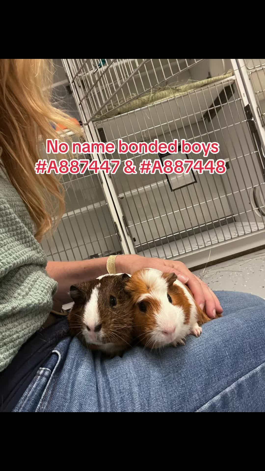 @Bunniesofeastvalley