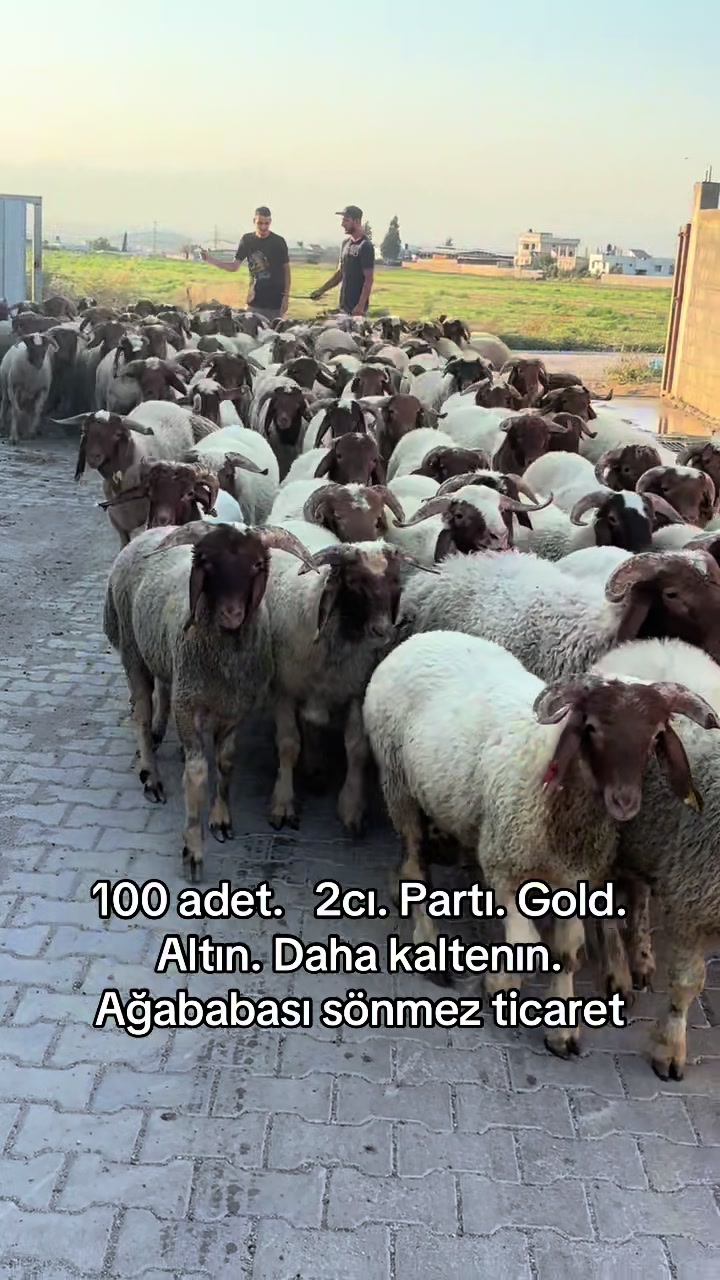 @Ahmet S&ouml;nmez