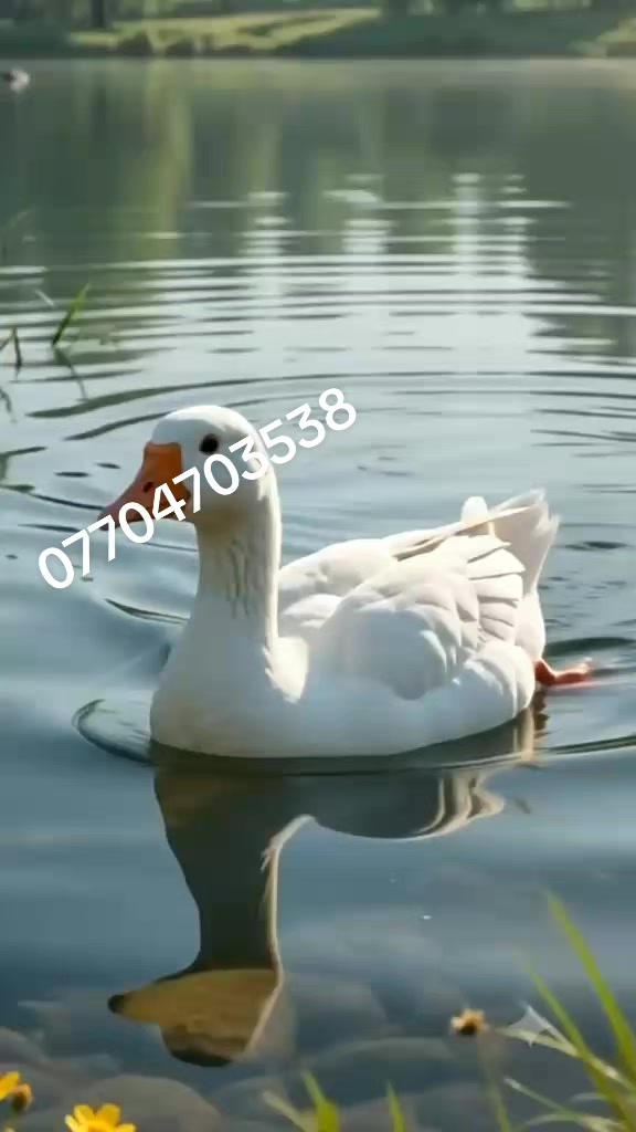 @جیهانی باڵندە نازدارەکان